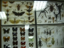 Výstava hmyzu_6